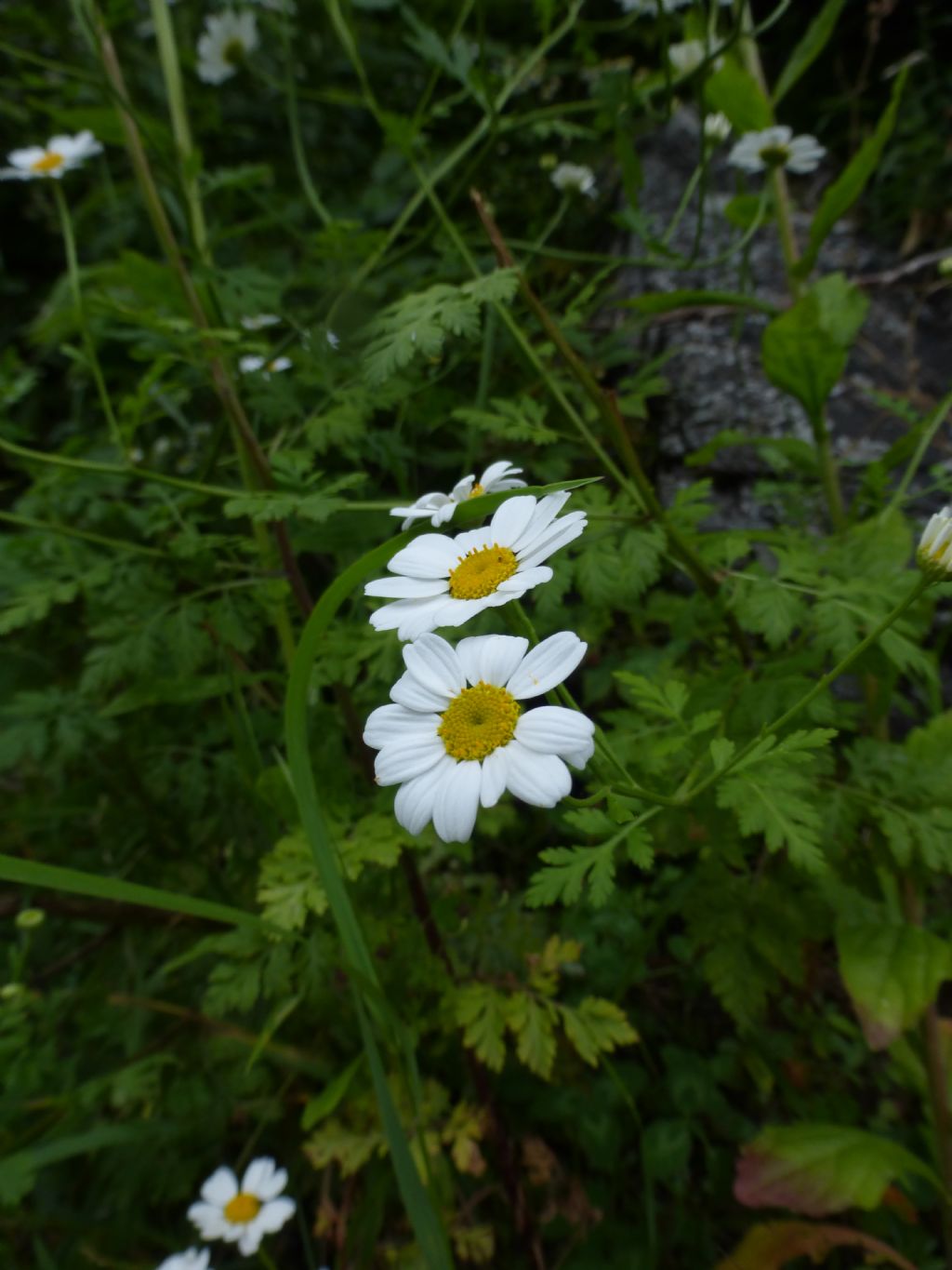 Tanacetum parthenium / Erba amara vera